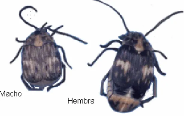 Figura 1. Diformismo sexual de Z. subfasciatus (Tomado de Valencia 2006)  Después de la eclosión, las larvas penetran directamente en el grano, sin salir al  exterior, donde se desarrollan hasta formar un orificio de salida en la cutícula del  grano