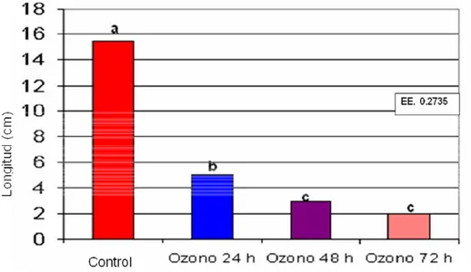Figura 5. Efecto del ozono sobre la longitud de la raíz de las plantas a los 14  días de germinadas las semillas de la variedad BAT-304  