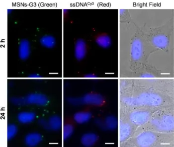 Figure 11. Fluorescence microscopy images at 2 and 24 h of HOS cell culture after incubation with ssDNA Cy3 /MSNs-G3 (0.75  g/mL : 10