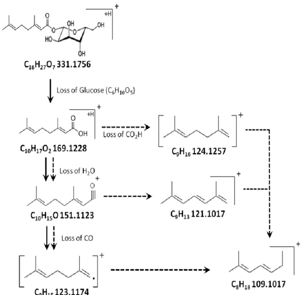 Figure  7.  Fragmentation  pattern  for  geranyl-O-glucoside  with  data  related  with  the  molecular  formulas  and their  theoretical  accurate  masses