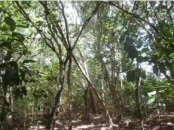 Figura 1. Bosque semideciduo de Cayo Coco. 