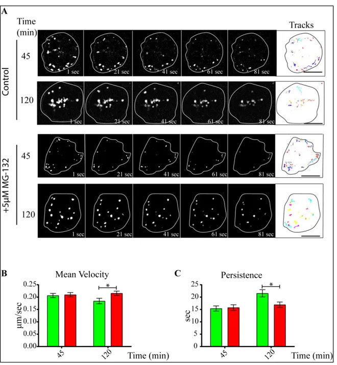 Figure  8:  The  stability  and  localization  of  lysosomes  at  the  immune  synapse  rely  on  proteasome  activity