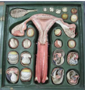 Figura 4. Maqueta clástica salida de  los talleres Auzoux en 1905, que  representa el aparato reproductor  femenino así como las diferentes  fases de fecundación del ovulo, y que  forma parte del patrimonio cultural  de la Universidad de Zaragoza  (UZ00064
