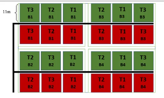 Figure  1.  Widht  of  rows  and  separation  and  distribution  of  lettuce  plants.  Green  lines  show the location of the drip tapes placed on soil rows where the plants were planted