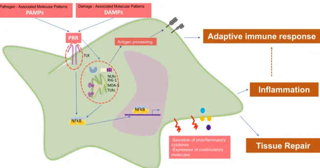Figure 1: Antigen presenting cells (APCs) express different Patter Receptor Recognition (PRR) to  sense very diverse environmental injuries