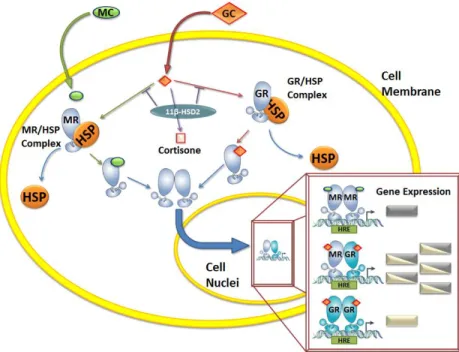 Figure 2: Corticoid signal transduction. Circulating corticoids diffuse across the cell membrane