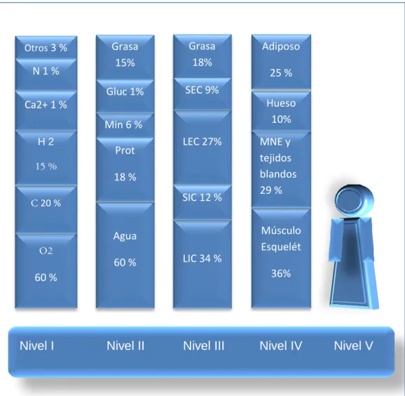 Figura 1 (adaptado). Representa el modelo multicompartimental de los cinco niveles de  composción corporal