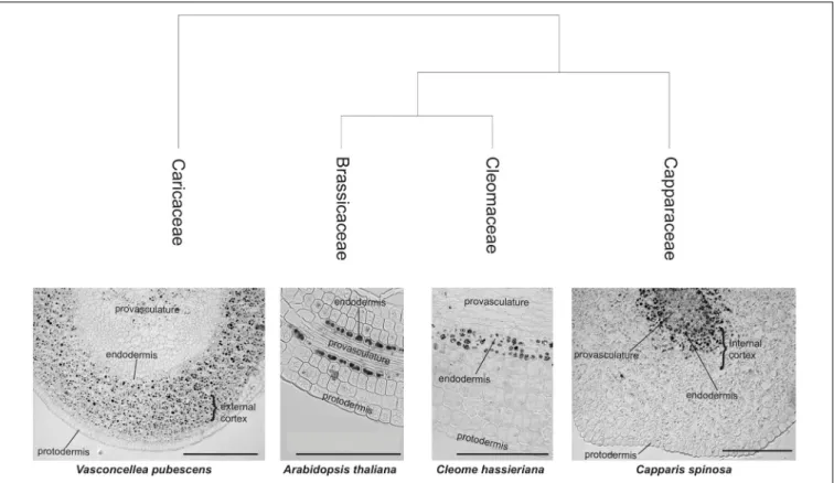FIGURE 1 | Iron distribution in Brassicales embryos. Iron distribution in hypocotyls of four Brassicales species were mapped on the phylogenetic tree modified from Hall et al