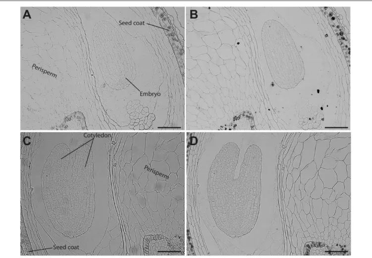 FIGURE 4 | Iron distribution in C. quinoa seeds in early developmental stages. C. quinoa seeds 3 and 7 days postanthesis were collected from fruits, embedded in Technovit resin, sectioned (3 µm) and then stained with Perls/DAB (B,D)