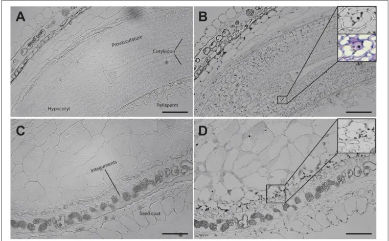 FIGURE 5 | Iron distribution in C. quinoa seeds at cotyledon stage. C. quinoa seeds at the cotyledon stage (14 days postanthesis) dissected from fruits were embedded in Technovit resin, sectioned (3 µm) and then stained with Perls/DAB (B,D)