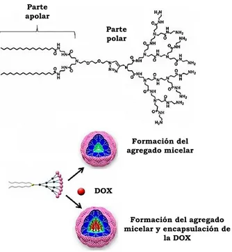 Figura 1.14 Ejemplo de preparación de agregados micelares y encapsulación de  la DOX. 