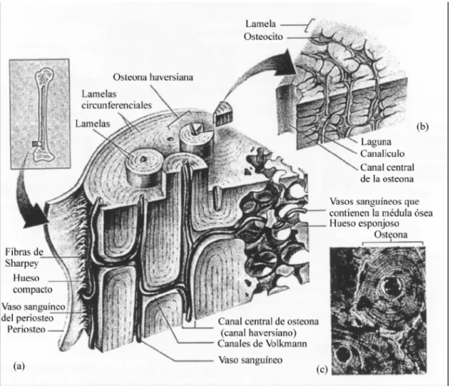 Figura 4: Estructura microscópica de hueso cortical. (a) Diagrama 3D del hueso compacto, mostrando sus unidades estructurales (sistemas haversianos)
