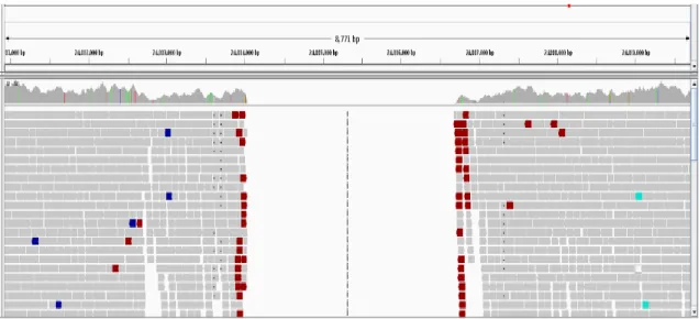 Figura 14: Deleció d’un transposó visualitzada mitjançant IGV  