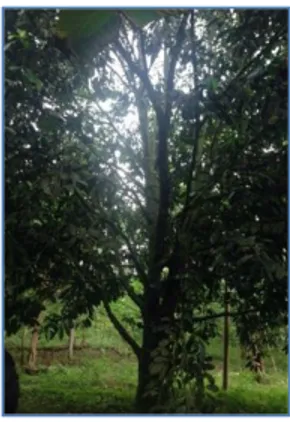 Figura  N° 3.Arbol de Zapote Negro (Diospyros Digyna) 