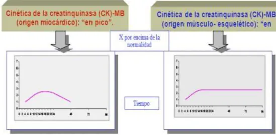 Figura 14. Comparación de la cinética de la creatin-cinasa MB  en miocardio y músculo esquelético 