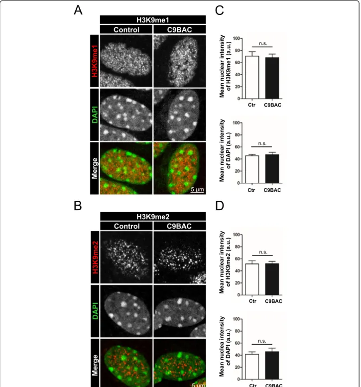 Fig. 2 The clustered distribution of H3K9me1/me2 marks is unaltered in cultured astrocytes from C9BAC mice