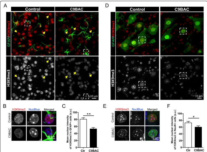 Fig. 3 Reduced H3K9me3 staining at chromocenters in spinal cord glial cells and motoneurons from C9BAC mice