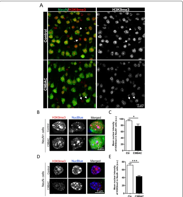 Fig. 4 H3K9me3 staining at chromocenters is reduced in neurons of the motor cortex in C9BAC mice