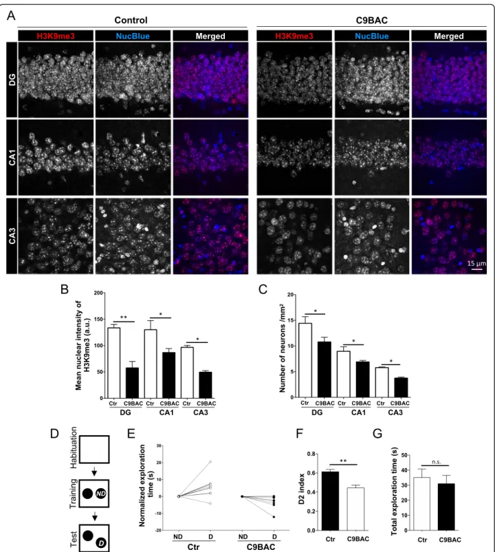 Fig. 5 C9BAC mice show reduced intensity of H3K9me3 staining at chromocenters, hippocampal neurons, and deficits in OLM