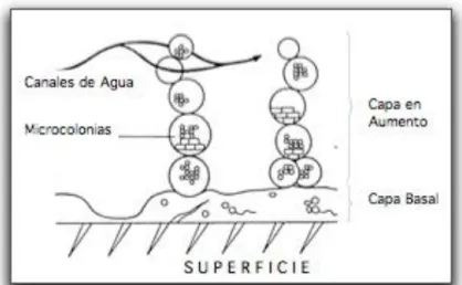 Fig. 03. Diagrama del modelo de estructura tipo dos de biopelicula.  