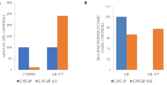 Figura 1.- A. Análisis de la expresión de CEBPD y AR-V7 por qRT-PCR en las líneas celulares de  cáncer  de  próstata  LNCaP  y  LNCaP  abl