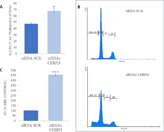 Figura 3.- A. Análisis del número de células TMRM negativas mediante citometría de flujo en células  LNCaP transfectadas con siRNAs para CEBPD o siRNA SRC