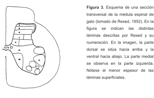 Figura  3.  Esquema  de  una  sección  transversal  de  la  médula  espinal  de  gato (tomado de Rexed, 1952)