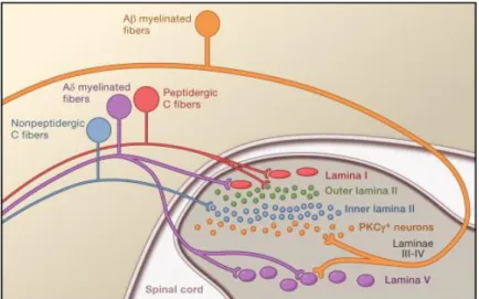 Figura 3: Entrada de los axones de las fibras nerviosas de los nociceptores a la médula espinal, indicando  en cada caso, la lámina en la que harán sinapsis (extraído de Basbaum et al., 2009)