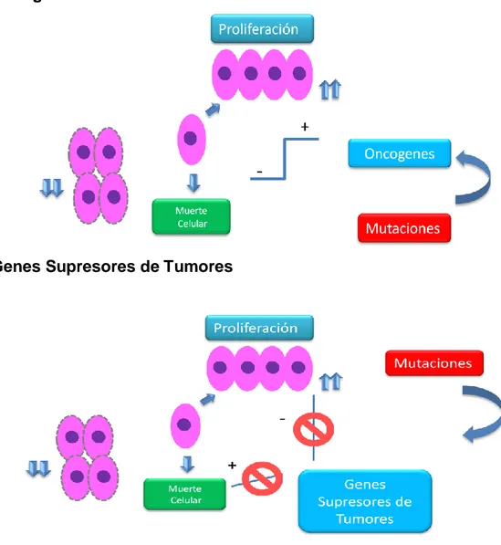 Figura  3  Mecanismo  de  Acción  de  los  Oncogenes  y  Genes  Supresores  de  Tumores