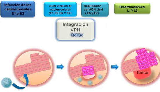 Figura 8 Dinámica de la infección por VPH en Cuello Uterino. Carrero Y 2012 