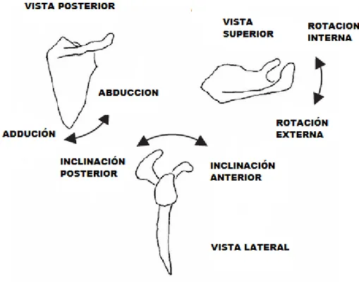 Figura 1. Movimientos de la escápula. Abducción y adducción alrededor de un eje perpendicular al plano de la  escápula