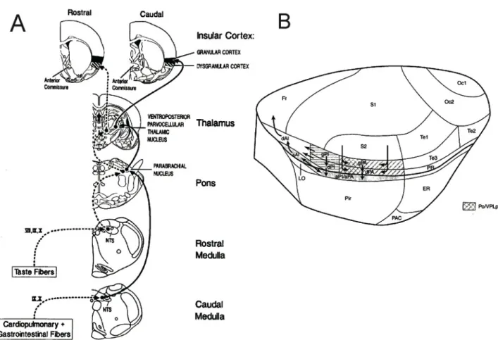 Fig.  1.  The  insular  cortex  (IC)  is  the  cortical  component  of  the  interoceptive  system