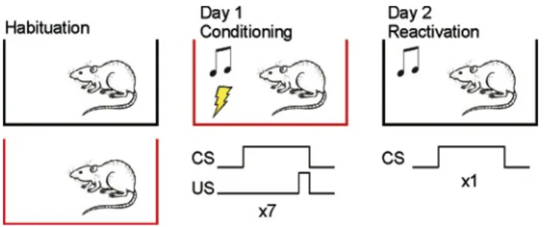 Fig.  3.  Protocol  for  fear  conditioning  to  assess  expression  of  c-fos  and  zif268