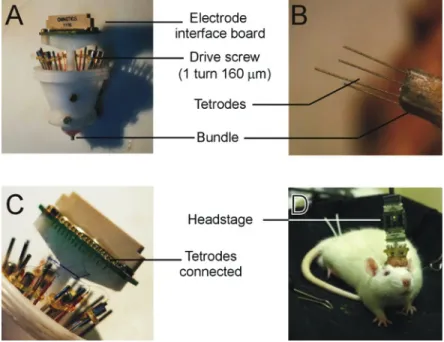 Fig.  4.  Tetrodes  array  in  the  hyperdrive.  A.  Each  tetrode  is  mounted  inside  one  tube  of  the  bundle and coupled to a drive