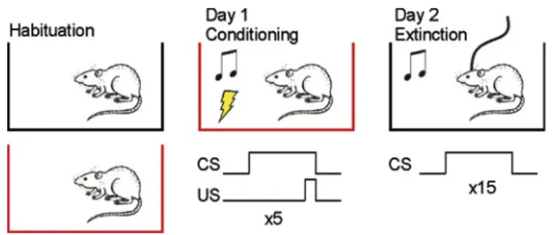 Fig.  5.  Fear  conditioning  protocol  to  record  the  activity  of  posterior  insular  cortex  neurons