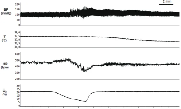 Fig.  9.  Representative  recording  of  autonomic  response  to  acute  hypoxia  measured  with  telemetry in a freely moving rat