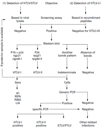 Figure  2.2.    HERN  algorithm for  the  diagnosis  of  HTLV-1/2  infections in seroprevalence studies