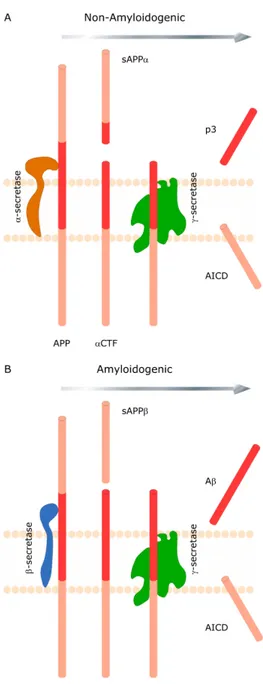 Figure  1.  Sequential  cleavage  of  the  amyloid  precursor  protein  (APP)  occurs by two alternative pathways