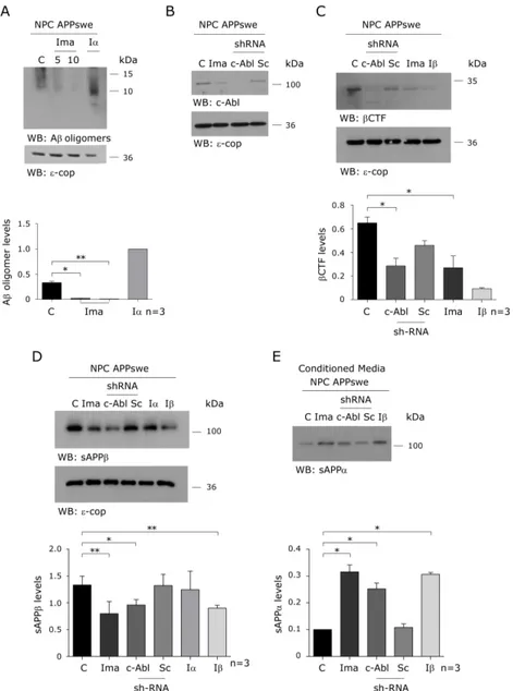 Figure  2.  c-Abl  inhibition  decreases  β-secretase  cleaved  APP  and  increases sAPPα levels in a cellular NPC model