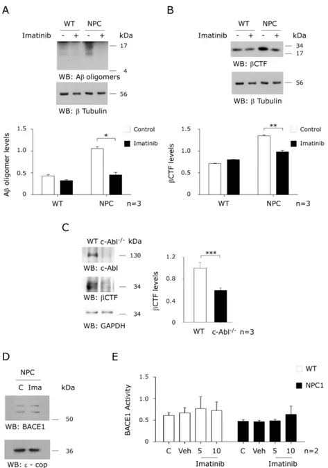 Figure 3. Imatinib treatment decreases β-secretase cleavage products  in an NPC animal model