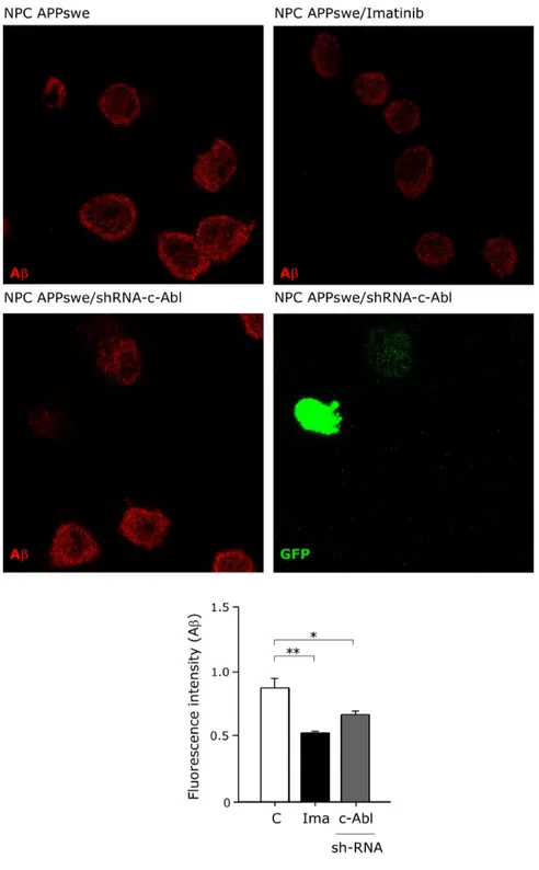 Figure  2.  c-Abl  inhibition  decreases  βCTF  levels  in  a  cellular  NPC  model.  Confocal  microscopy  reveals  decrease  in  the  detection  for  Aβ  in  CHO  NPC  APPswe  cells  incubated  either  with  vehicle,  Imatinib  (10  µM)  or  transfected 