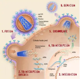Figura 2. Ciclo replicativo del VIH