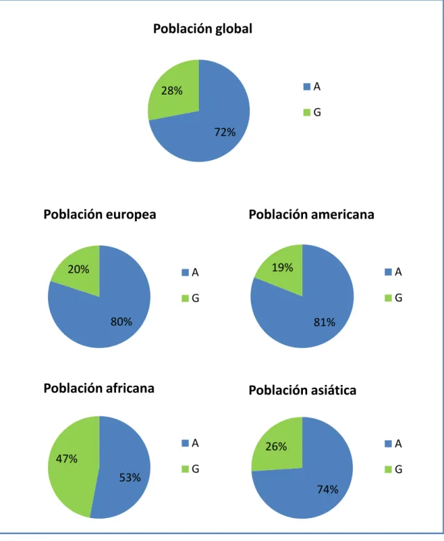 Figura 7. Frecuencia de las variantes alélicas de LINGO1 rs9652490 (A/G). 72% 28% Población global A G 80% 20% Población europea A G 81% 19% Población americana  A G 53% 47% Población africana A G 74% 26% Población asiática A G 