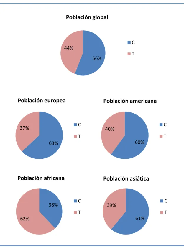 Figura 8. Frecuencia de las variantes alélicas de LINGO-1 rs11856808 (C/T). 56% 44% Población global C T 63% 37% Población europea C T 60% 40% Población americana  C T 38% 62% Población africana C T 61% 39% Población asiática  C T 