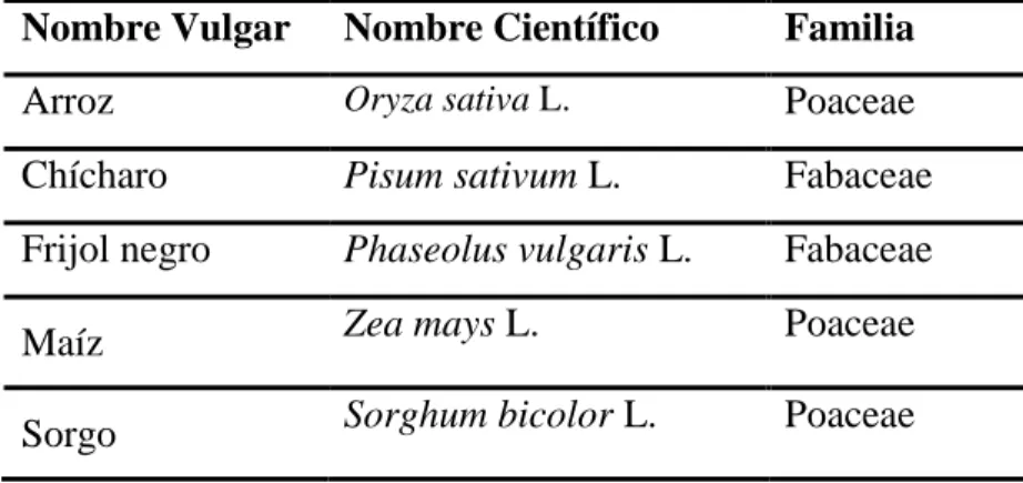 Tabla I. Granos utilizados en la investigación  Nombre Vulgar  Nombre Científico  Familia 