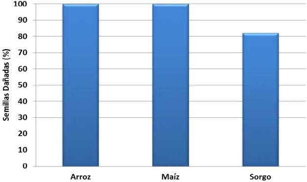Figura 3. Porcentaje de semillas afectadas por S. oryzae 