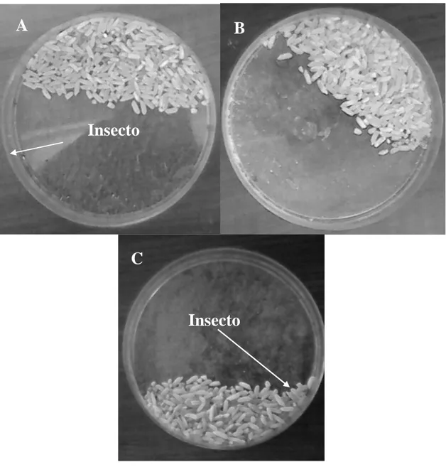Figura 4. Efecto de los polvos de especies botánicas sobre S. oryzae. (A) P. 