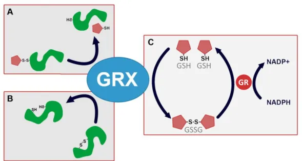 FIGURE 1. Reactions catalyzed by glutaredoxins 