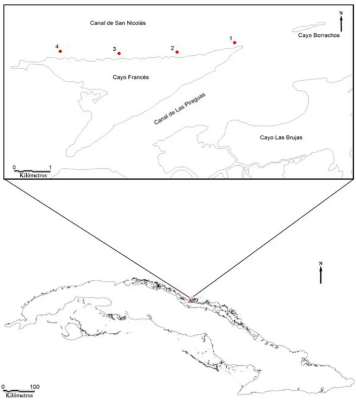 Figura 2. Ubicación de las estaciones de muestreo en la costa Norte de Cayo Francés. Villa Clara, Cuba.