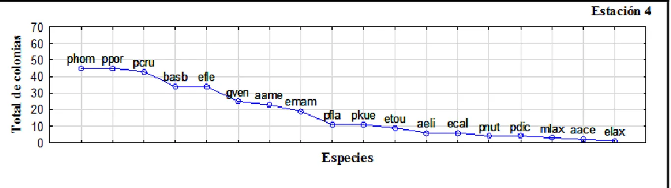 Figura 6. Curva de rango–abundancia de las especies en la estación 4: phom: Plexaura homomalla; 